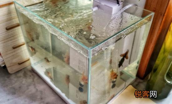 家中放鱼缸有利于身体健康 给养鱼新手的一些建议