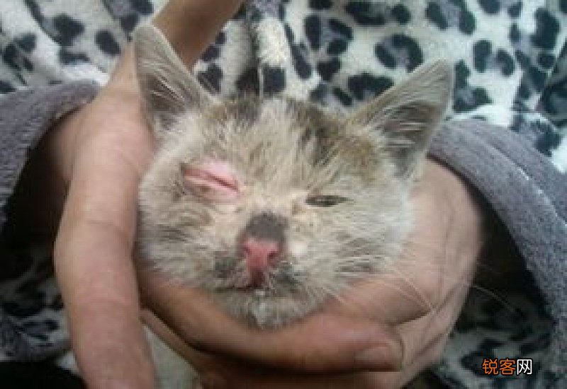两三个月的小猫肛门突出红肿