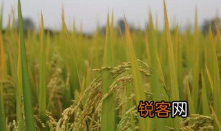 杂交水稻是转基因吗？ 杂交水稻是不是转基因