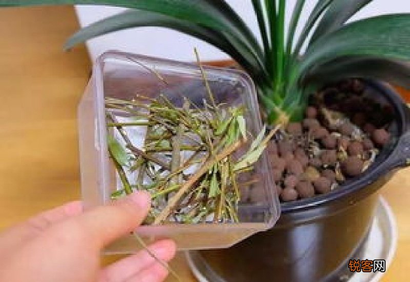 柳树皮泡水浇兰花和水的比例