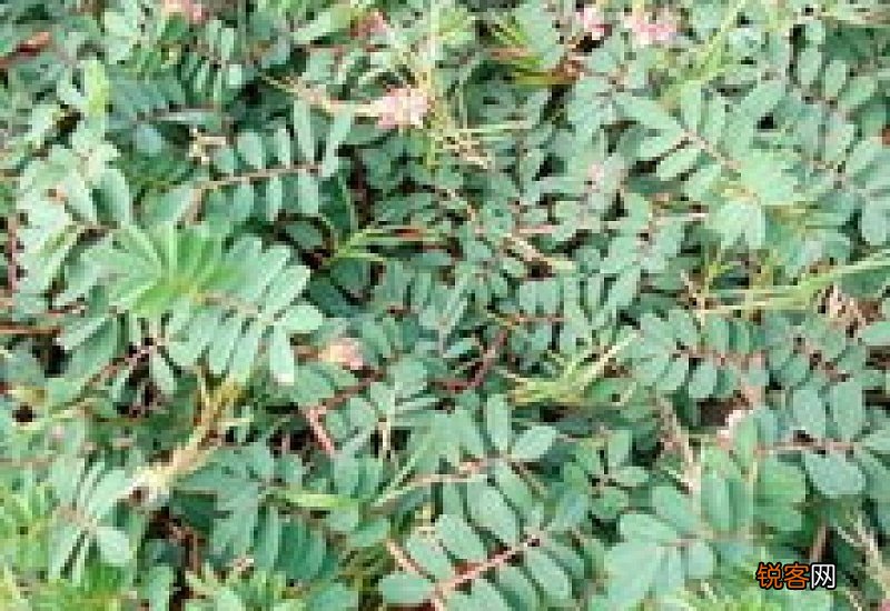开小红花的植物名称