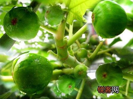 无花果干怎么吃