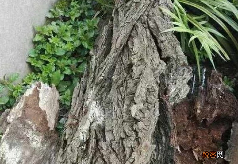 柳树枝条泡水能浇花吗