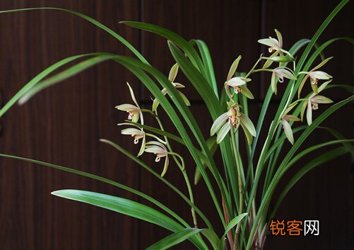 建兰与家居风格的搭配-建兰的风水学应用