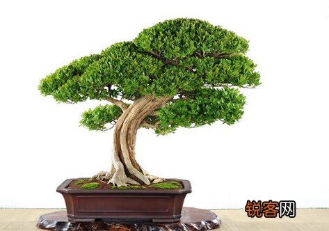 黄杨与家居风格的搭配-黄杨的养殖方法