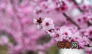 描写春天 描写春天的句子分享