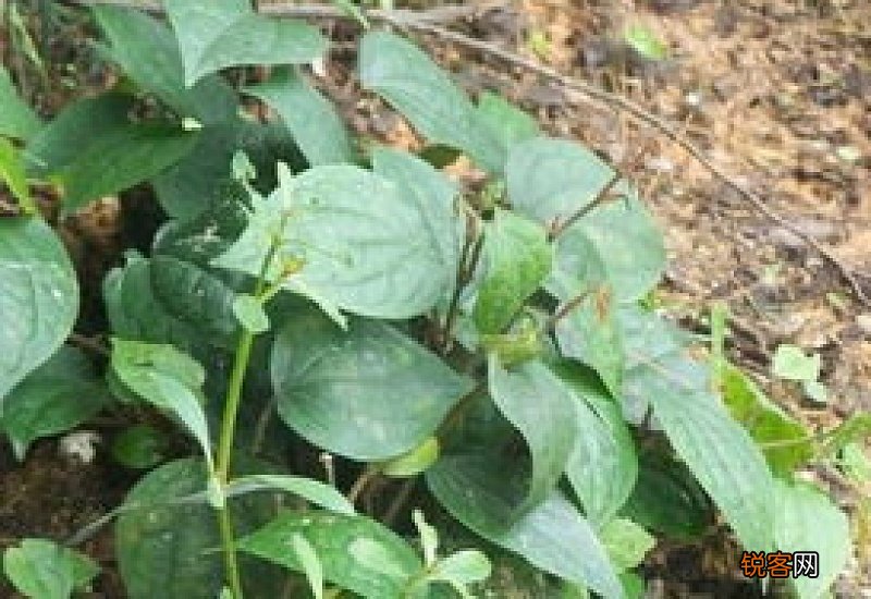 石楠藤的功效与作用吃法 石楠藤的食用方法