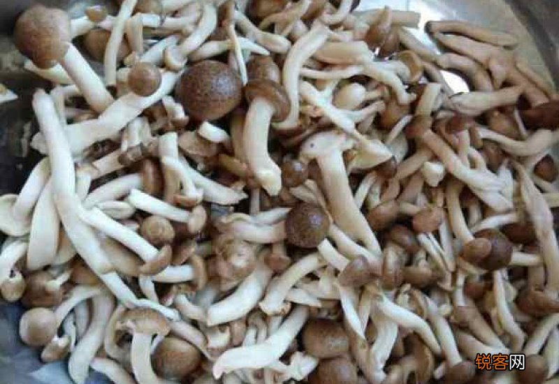 鸡蛋和茶树菇能一起吃吗 鸡蛋和茶树菇可以一起吃吗