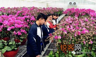 园林技术专业介绍 园林技术专业的介绍
