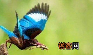 荆棘鸟读后感 读后感讲解