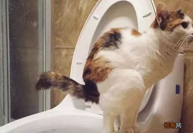 猫咪适合多少度室温