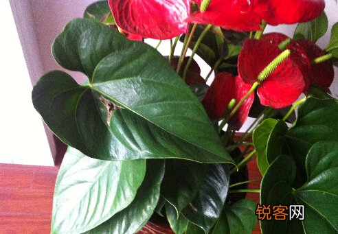 红掌叶子发黄是什么原因？红掌的养殖方法