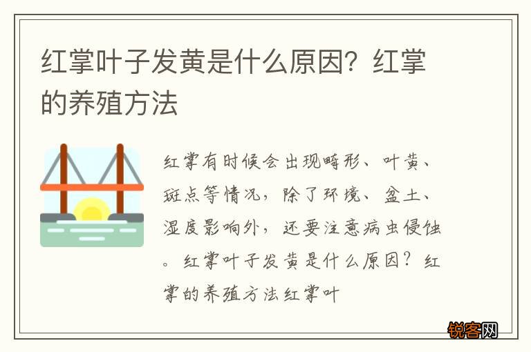 红掌叶子发黄是什么原因？红掌的养殖方法
