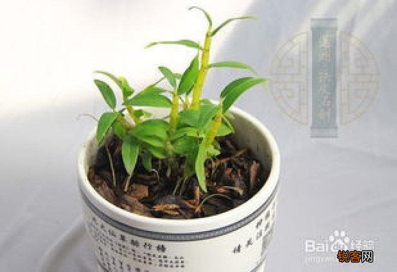 虎牙石斛的养殖方法