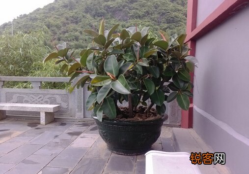 家里有宝宝能养橡皮树吗？橡皮树有毒吗？