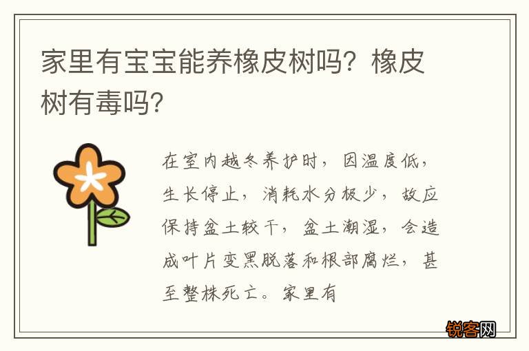 家里有宝宝能养橡皮树吗？橡皮树有毒吗？