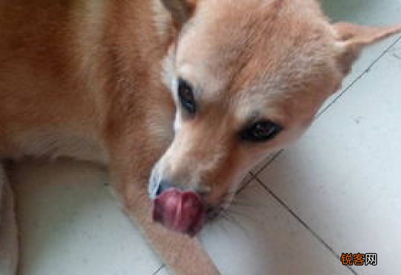 狗精神不好