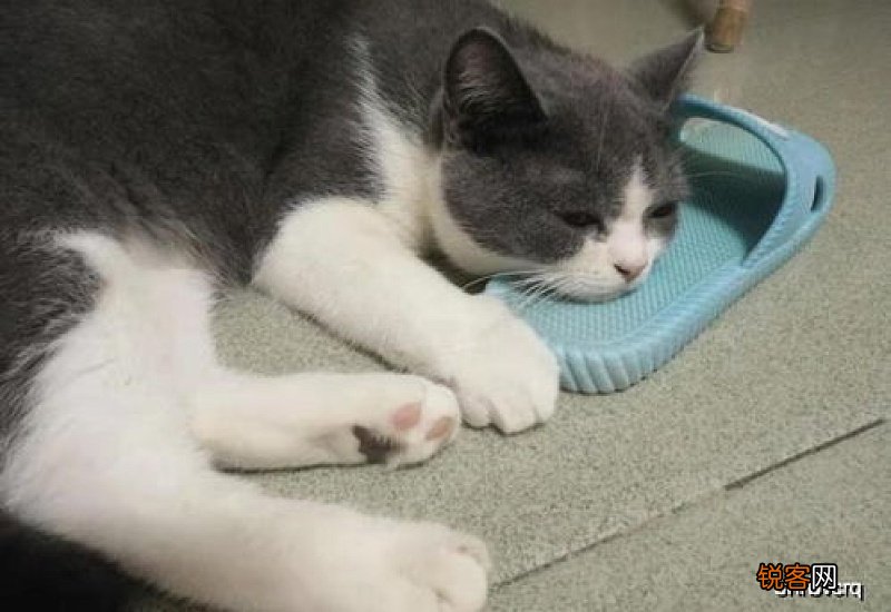 猫砂垫是干嘛的