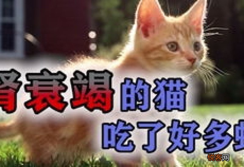 猫肝肾衰竭不吃东西怎么办