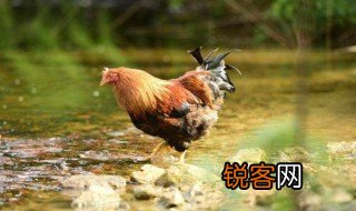 不病于无鸡乎的意思 不病于无鸡乎简单释义