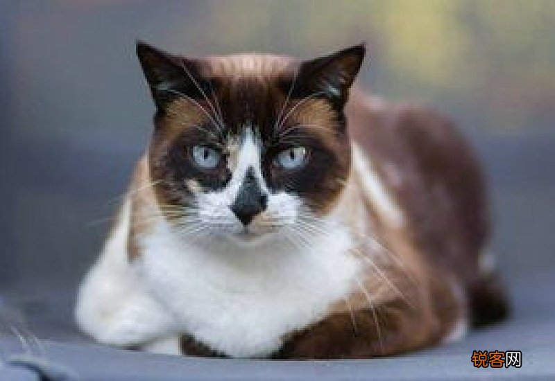 猫的疫苗多长时间打一次狂犬