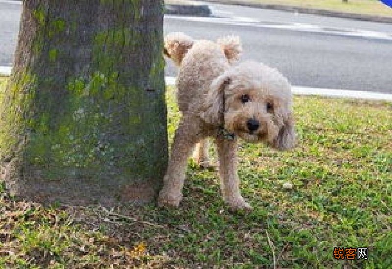 狗狗一边走一边滴尿弓背