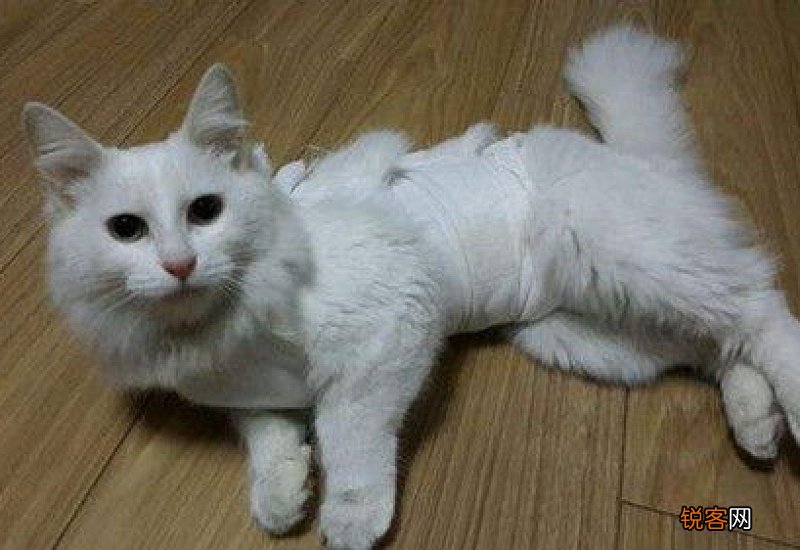 猫咪绝育后不吃不喝还呕吐怎么办