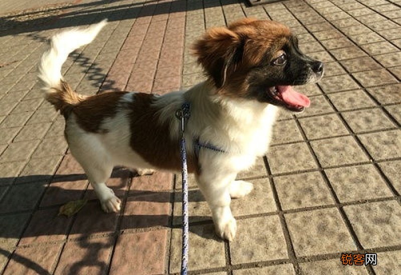 狗狗会笑吗?