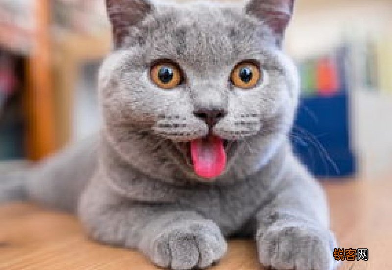 搬家猫咪应激反应怎么缓解