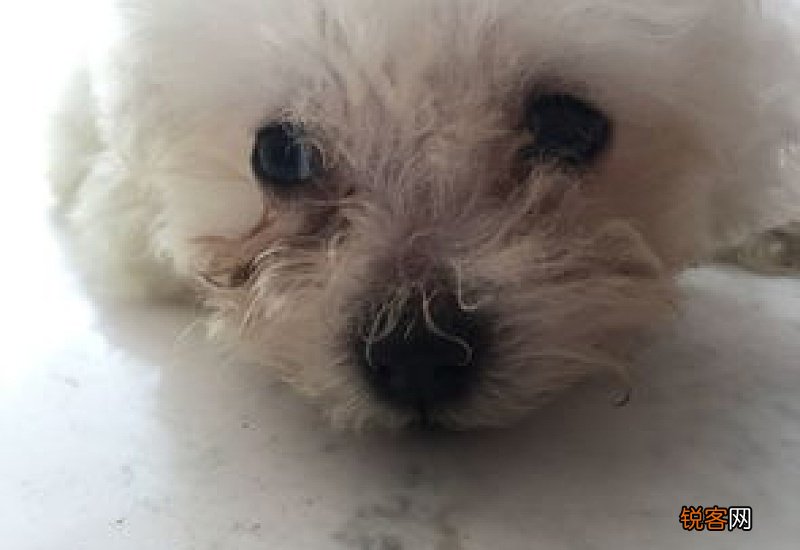 六个月比熊一天吃几顿饭