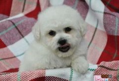 两个月的小狗可以吃火龙果吗