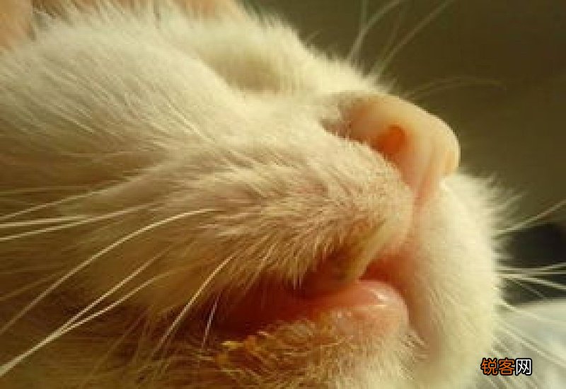 猫咪的牙长到嘴外面