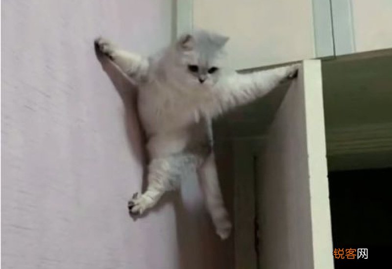 猫看起来没精神怎么办走路都不会走