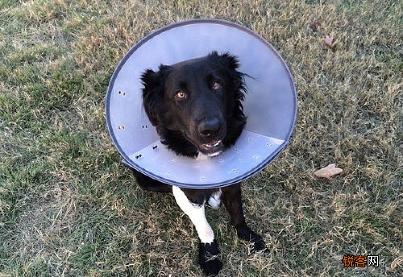 狗狗腿上真菌感染了怎么办