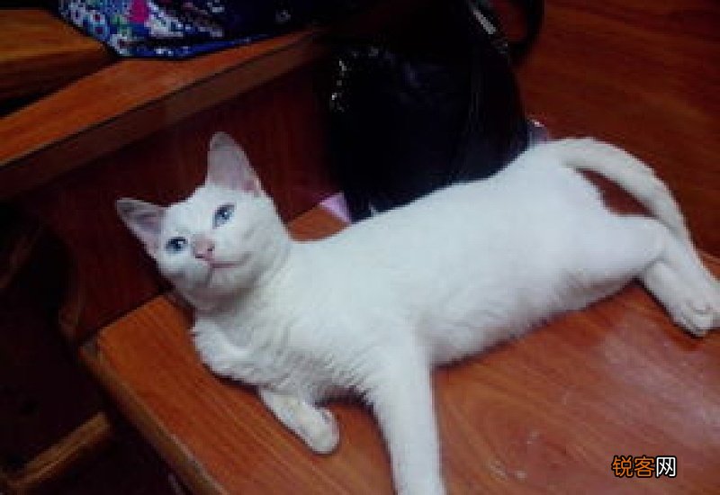两只陌生猫配种要几天英短
