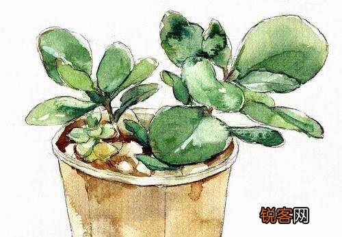 简单高效！豆瓣绿的养护要点 豆瓣绿养护方法