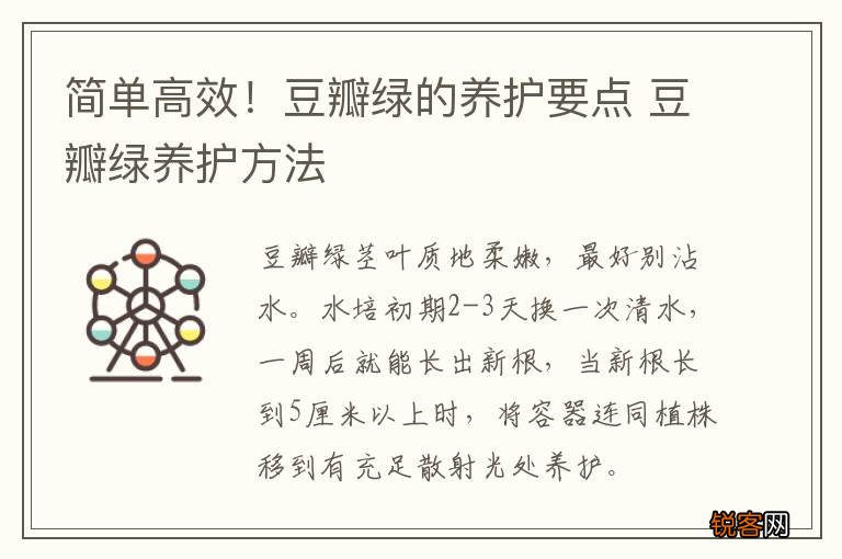 简单高效！豆瓣绿的养护要点 豆瓣绿养护方法
