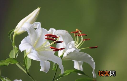 百合花的象征意义-百合花的养殖技巧
