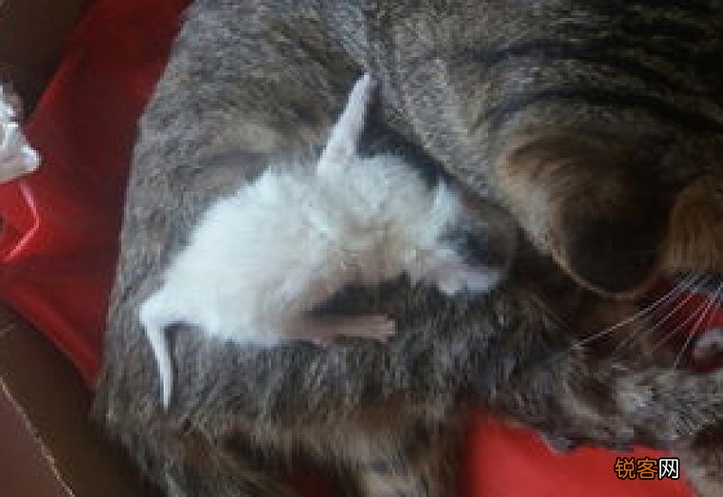 小猫不会吃母乳怎么办