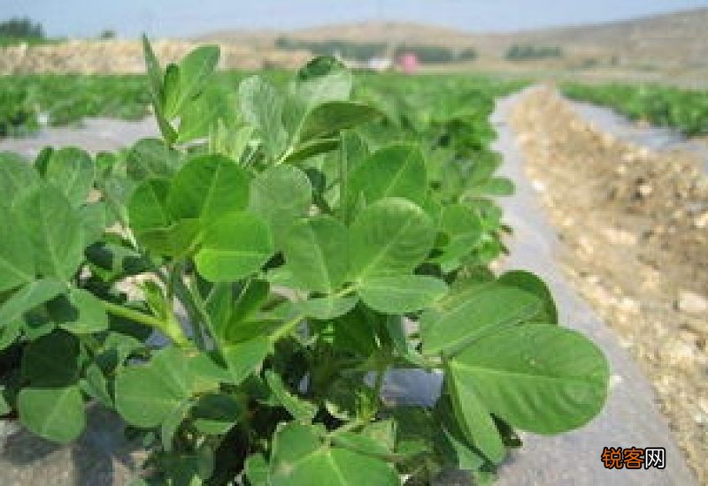 打水花生用什么除草剂