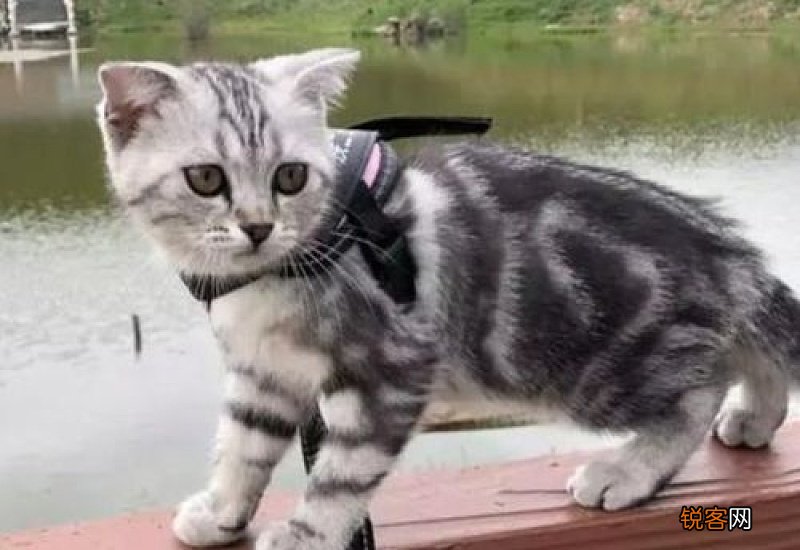猫体外驱虫后挠脖子
