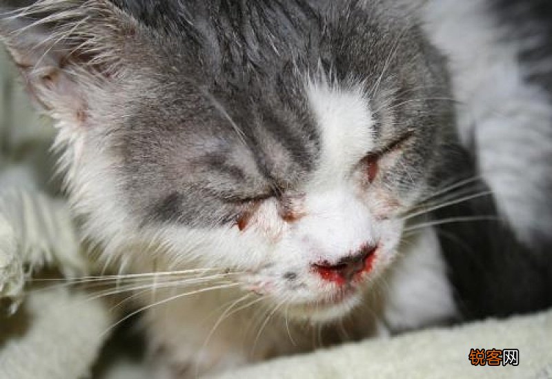 猫鼻子裂开流血了怎么办