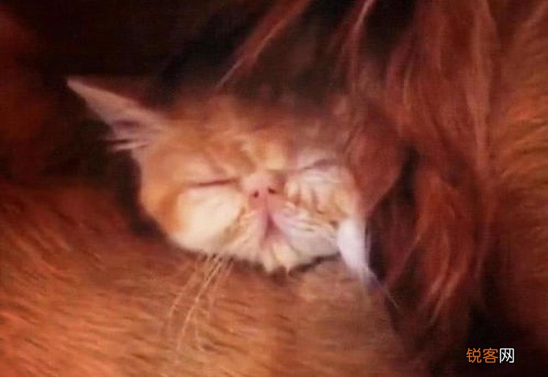 猫被冻死还能活吗