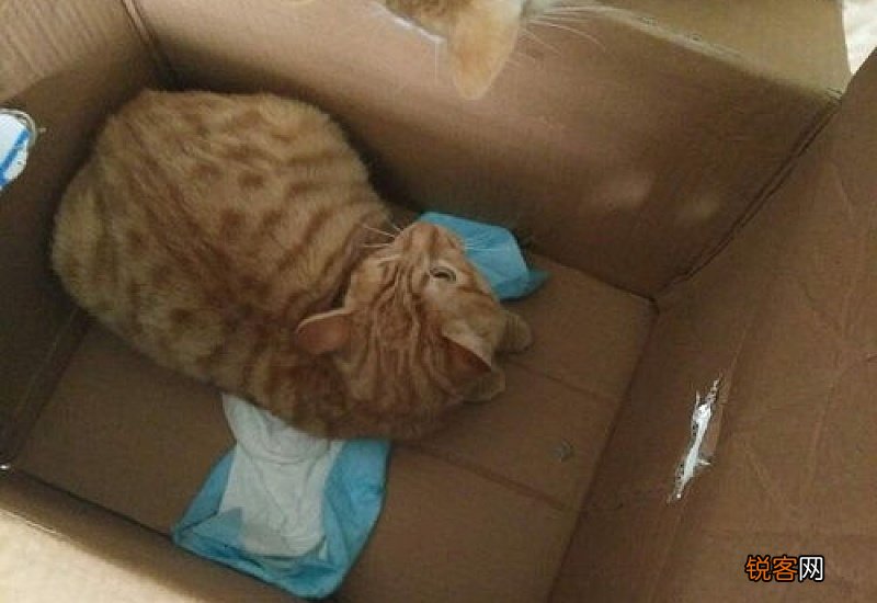 公猫见母猫要打架