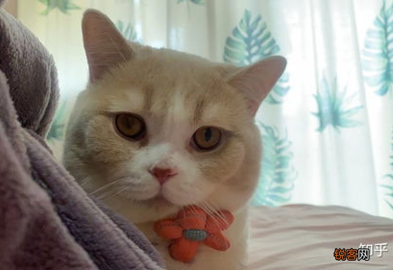 小猫呼吸急促肚子起伏没精神怎么办