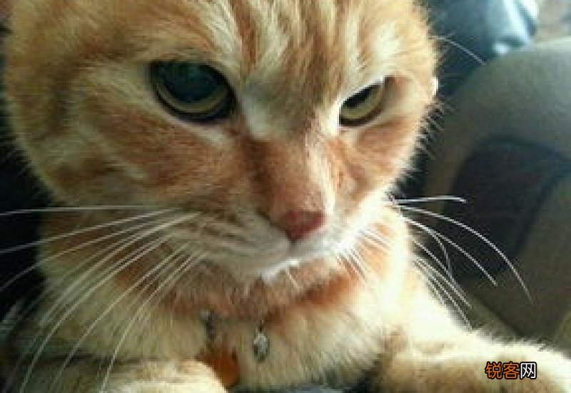 猫咪偶尔抽一下