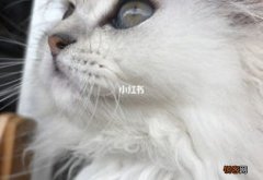 猫嗓子沙哑怎么回事