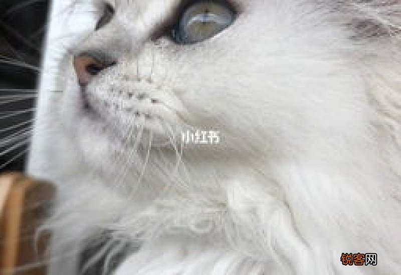 猫嗓子沙哑怎么回事