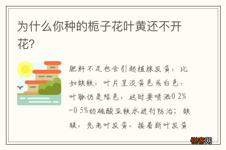 为什么你种的栀子花叶黄还不开花？