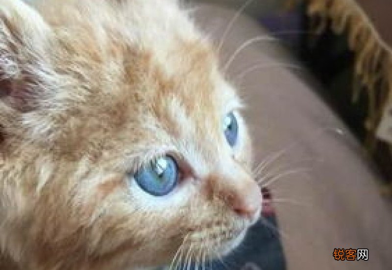 2个月的猫咪可以驱虫吗